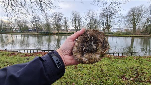 Was ist da los? Viel weniger Jungvögel in der Wesermarsch Ein totes Meisenküken in einem Gelege an den Gateteichen.