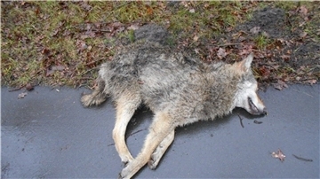 Ein überfahrener Wolf. In Norderseefeld ist am Osterwochenende ein Wolf zum Verkehrsopfer geworden.