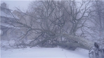 Ein umgefallener Baum liegt auf der Kreuzung in Buffalo.
