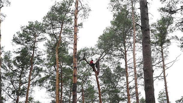 Ein Umweltaktivist ist in eine Baumkrone geklettert und will das von der Polizei aufgelöste Protestcamp nicht verlassen.