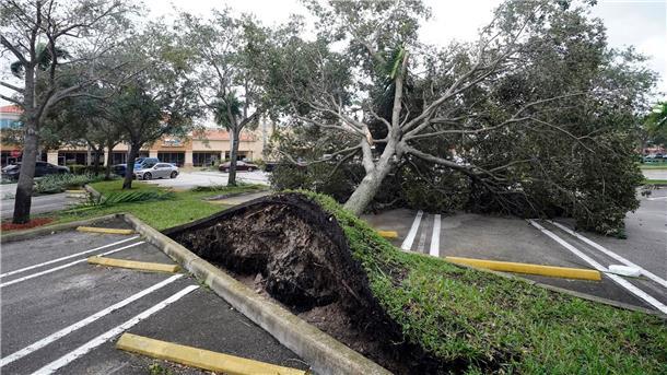 Ein von den starken Winden der äußeren Bänder des Hurrikans „Ian“ entwurzelter Baum in Florida.