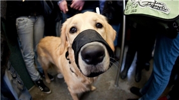 Ein Vorfall zwischen Hunden führt zu einer für ein Cuxhavener Ehepaar überraschenden Einstufung seiner Golden-Retriever-Dame. Die Hündin soll „gefährlich“ sein.