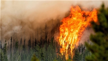 Ein Waldbrand wütet nahe Fort St. John in der kanadischen Provinz British Columbia.