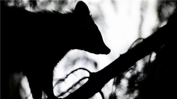 Jagdbericht verzeichnet Rekord bei Waschbär-Abschüssen Ein Waschbär klettert auf einem Baum.