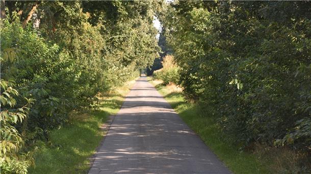 Spätblühende Traubenkirsche macht alles platt Ein Weg in Farven. An beiden Seiten hat sich die Spätblühende Traubenkirsche breitgemacht. Der starkwüchsige Strauch lässt heimischen Gehölzen und Pflanzen keine Chance. Die Wegraine verarmen zusehends an Arten.