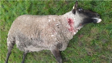 Ein Wolf hat am Sonnabend auf einer Weide an der Weser mindestens 25 Schafe gerissen. Wie der Wolf in den eingezäunten Bereich gelangte, soll noch untersucht werden.