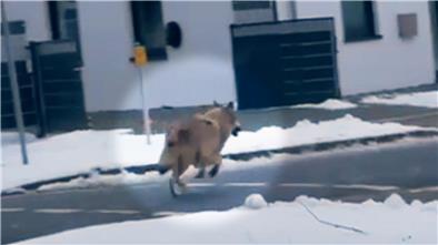 Ein Wolf ist am Mittwochmorgen am Ortseingang Beverstedt in ein Wohngebiet in die Adolf-Butenandt-Straße gelaufen. 

