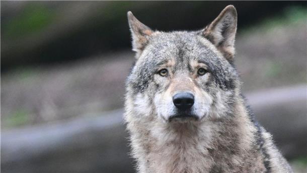 AG Wolf legt Kriterien zum Abschuss von „Problemwölfen“ vor Ein Wolf läuft auf Futter wartend durch ein Gehege im Tierpark.