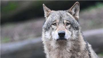 AG Wolf legt Kriterien zum Abschuss von „Problemwölfen“ vor Ein Wolf läuft auf Futter wartend durch ein Gehege im Tierpark.