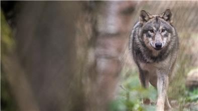 Ein Wolf läuft durch ein Freigehege in einem Wildpark. Experten beobachten seit Jahren die Entwicklung der Wolfspopulation, wobei vielfach nur „Durchzügler“ beobachtet werden.
