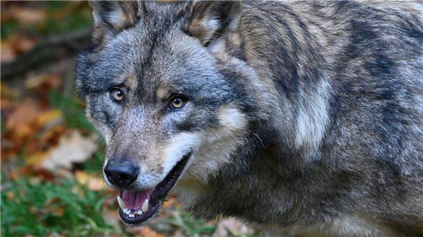 Ein Wolf läuft durch einen Wald.