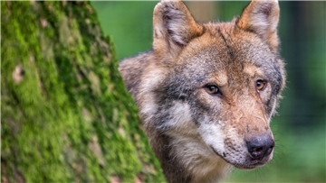 Ein Wolf schaut hinter einem Baum hervor.