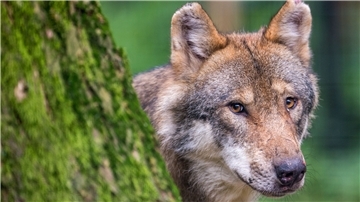 Ein Wolf, ein Wolf, ein Wolf