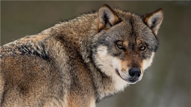 Ein Wolf steht in einem Gehege im Wildpark Neuhaus. In Altenwalde lief ein Wolf frei herum und traf auf eine Anwohnerin.