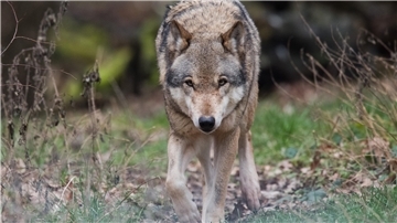 Wolf