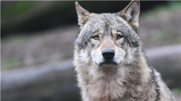 Ausnahmegenehmigung für Wolfsabschuss war rechtswidrig Ein Wolf wartet in seinem Gehege auf Futter.