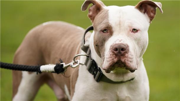 Ein XL-Bully-Hund namens Riz in Birmingham.
