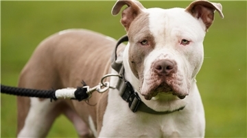 Ein XL-Bully-Hund namens Riz in Birmingham.