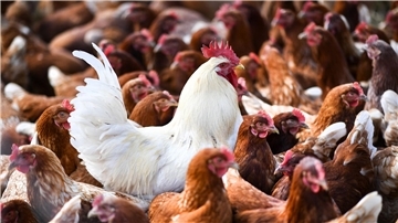 Eine 59 Jahre alte Person sei in Mexiko-Stadt am 25. April nach einer Infektion mit dem Virus A(H5N2), einem Vogelgrippe-Subtyp, gestorben, heißt es in einer Mitteilung der WHO.