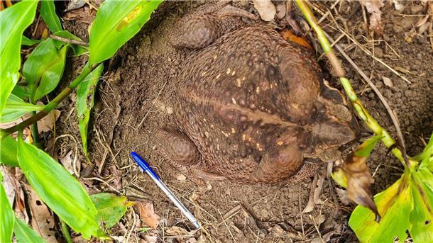 Eine Aga-Kröte („Cane Toad“) im Conway National Park in der Whitsunday-Region im Norden Queenslands Sie wurde „Toadzilla“ getauft.