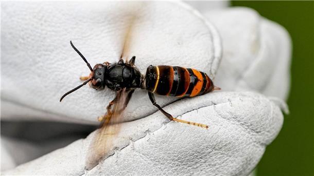 Hohe Kosten: Invasive Arten sind massives Problem Eine Asiatische Hornisse (Vespa velutina nigrithorax).