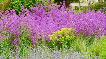 Zum Themendienst-Bericht von Daniela David vom 4. Juli 2019: Die Jardins de Coursiana in La Romieu in Frankreichs Südwesten warten mit einer Fülle blühender Pflanzen auf.