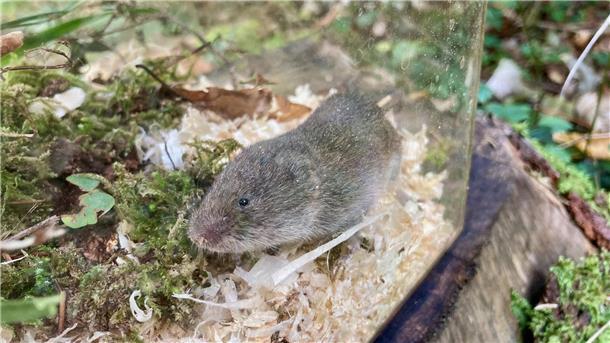 Verschollene Kurzohrmaus in Bayern wieder entdeckt Eine Bayerische Kurzohrmaus (Microtus bavaricus) sitzt in einer Lebendfalle.