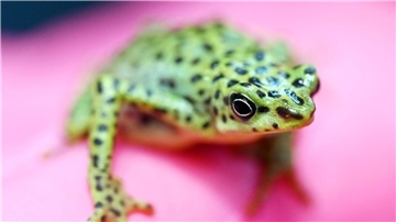 Eine bedrohte Rio-Pescado-Stummelfußkröte (Atelopus balios) im Karlsruher Zoo. In der baden-württembergischen Stadt trifft sich der Verband der Zoologischen Gärten (VdZ) zur Jahrestagung.