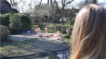 Eine Besucherin schaut den Flamingos zu.