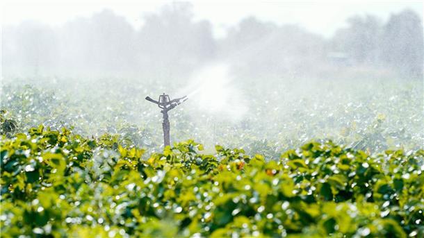 Eine Bewässerungsanlage versprüht Wasser auf einer Ackerfläche bei Beindersheim in Rheinland-Pfalz.