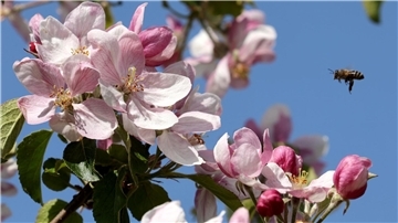 Eine Biene fliegt die Apfelblüten in Mecklenburg-Vorpommern an.