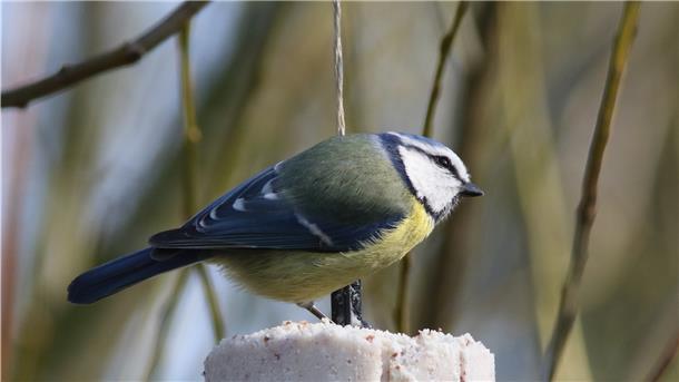 Eine Blaumeise sitzt auf dem Energieblock aus Erdnussfett und Mehlwürmern im Garten von Dr. Hans-Joachim Ropers.
