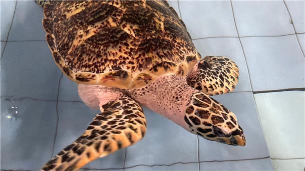 Rituale und Fischernetz: Bali rettet Meeresschildkröten Eine Echte Karettschildkröte schwimmt in einem Becken des Turtle Conservation And Education Center (TCEC), das Meeresschildkröten etwa vor Ritualen oder illegalem Handel rettet.