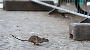 Eine einzelne Ratte flitzt über die Straße. 