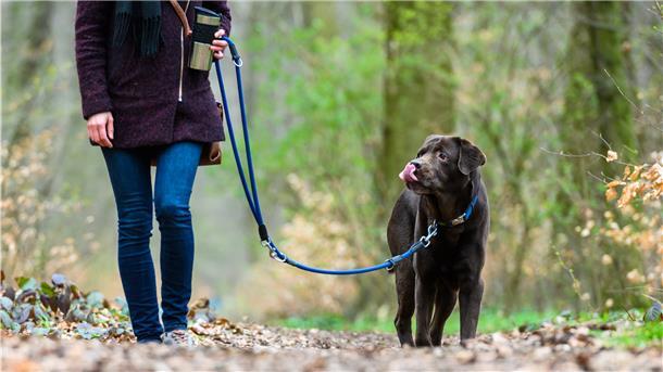 Wilstedt: Leinenpflicht bleibt im Gespräch Eine Frau geht mit ihrem Hund spazieren. Noch bis Mitte Juli gilt in Niedersachsen Leinenpflicht während der Brut- und Setzzeit. In Wilstedt berät jetzt ein Arbeitskreis darüber, wie und ob Wildtiere auch danach geschützt werden können.