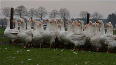 Eine Gänseschar läuft durch ihr Freiland-Gehege in Frankenbostel bei Zeven. 50.000 Tiere hat Familie Lüdemann seit April dort gemästet. Die meisten davon kommen zu Weihnachten auf den Tisch.