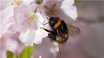 Eine Gartenhummel sucht auf der Blüte einer japanischen Zierkirsche nach Pollen.