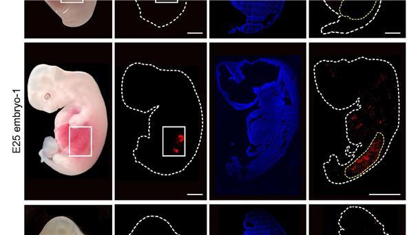 Menschliches Nierengewebe wächst in Schweineembryos heran Eine grafische Darstellung zeigt „humanisierte“ Nierenzellen (rote Fluoreszenz) im Inneren von Embryos von Schweinen im Vergleich zu normalen, nicht manipulierten Schweineembryos.