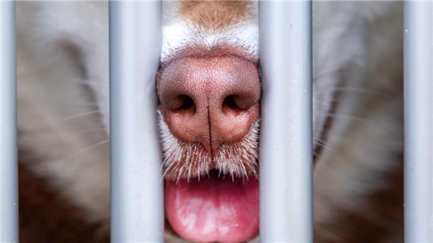 Eine größere Anzahl von Hunden hat die Polizei am Mittwoch in der Van-Heukelum-Straße sichergestellt.