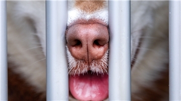 Eine größere Anzahl von Hunden hat die Polizei am Mittwoch in der Van-Heukelum-Straße sichergestellt.
