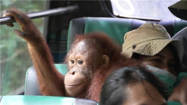 Orang-Utans fahren Bus Eine Gruppe junger Orang-Utans fährt im Bus in ein neues Schutzzentrum.