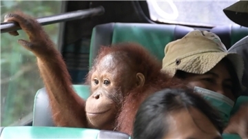 Eine Gruppe junger Orang-Utans fährt im Bus in ein neues Schutzzentrum.