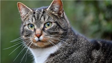 Eine Hauskatze, die gut gefüttert wird und kastriert ist, neigt erheblich weniger zur Jagd als ihre frei lebenden Artgenossen.