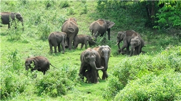 Eine Herde wilder Elefanten grast im südindischen Bundesstaat Kerala: Ein Tier machte hier immer wieder Probleme.