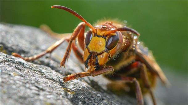 Besonders viele Hornissen beim „Insektensommer“ gesichtet Eine Hornisse (Vespa crabro) auf einem Stein in einem Garten.