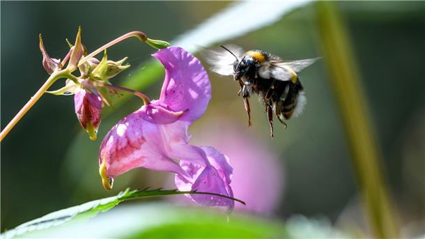 WWF: Insektensterben hat weiter dramatisches Ausmaß Eine Hummel fliegt auf die Blüte eines Dru¨sigen Springkrauts (Impatiens glandulifera) zu.
