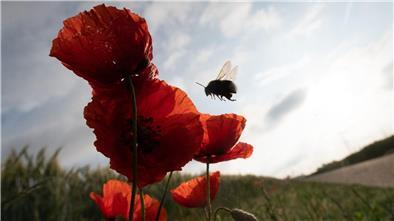 Eine Hummel fliegt eine Reihe von Mohnblumen an, die von der Morgensonne beleuchtet werden. Das deutschlandweite Insektensterben schreitet selbst in Naturschutzgebieten weiter voran.