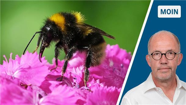 Eine Hummel sitzt auf einer Bartnelke. 