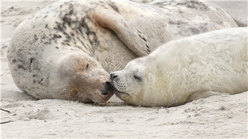 Eine junge Kegelrobbe und das Muttertier liegen am Strand vor der Hochseeinsel Helgoland.