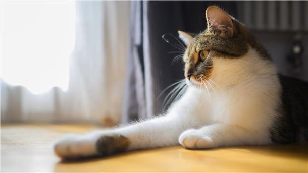 Eine Katze liegt mit ihren zwei Vorderpfoten in einer Wohnung. 